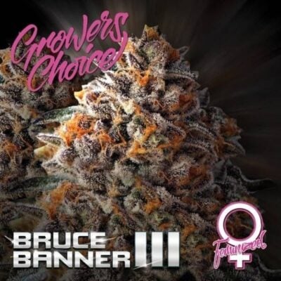 Bruce Banner - CBDNOL