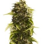 Bubba Cheese Auto