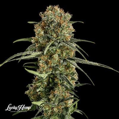 Bubba Kush US Samen Feminisiert – Lucky Hemp