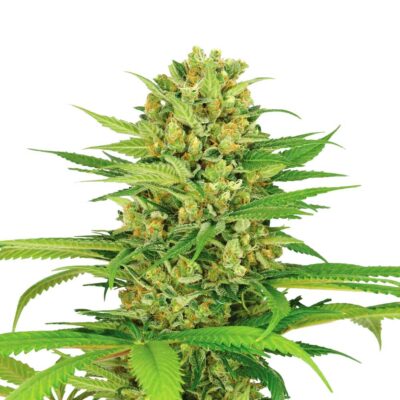 Bubble Gum 040 Cannabissamen