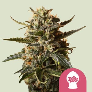 Bubblegum XL – Royal Queen Seeds