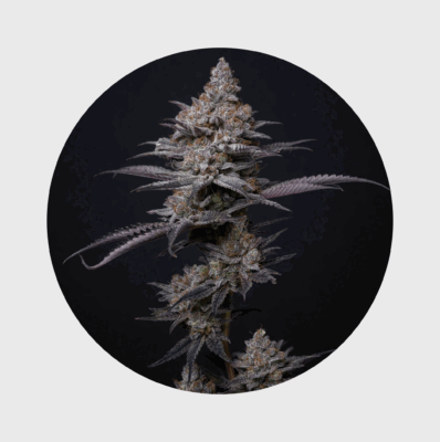 Cali Genetics Blueberry Bubba 21% THC  fast flowering - Happy420