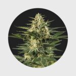 Cali Genetics Gelato #41 25% THC full season