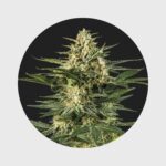Cali Genetics Gelato #41 25% THC full season