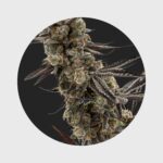 Cali Genetics GMO Rootbeer 33% THC fast flowering