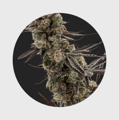 Cali Genetics GMO Rootbeer 33% THC  fast flowering – Happy420