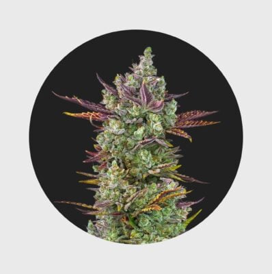 Cali Genetics Gorilla Glue #4 25% THC full season - Flower Power