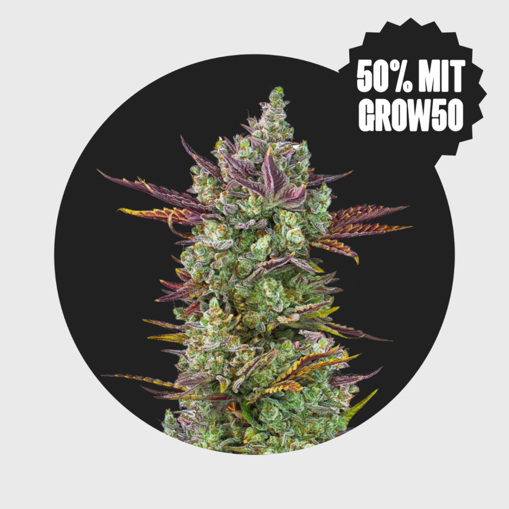 Cali Genetics Gorilla Glue #4 25% THC  full season - Happy420