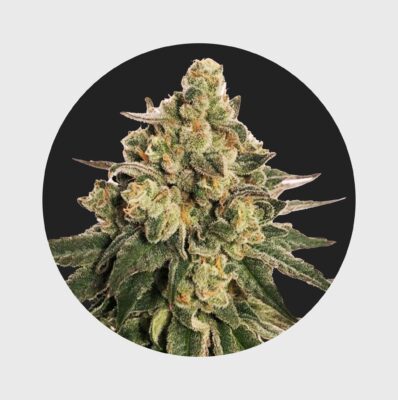 Cali Genetics MAC 20% THC auto flower - Flower Power