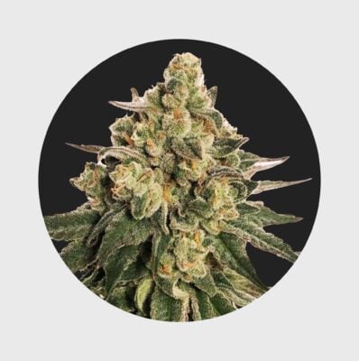 Cali Genetics MAC 20% THC  auto flower - Happy420
