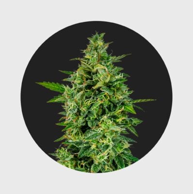 Cali Genetics OG Kush 23% THC  full season - Happy420