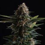 Candy Cream Go Fast - Kannabia