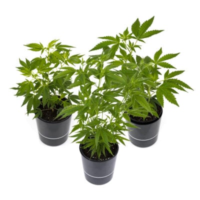 Cannabis-Pflanzen 3er-Set - Hanfgarten