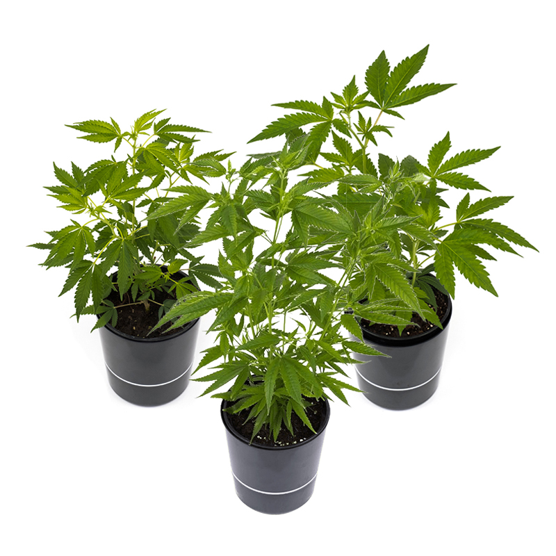 Cannabis-Pflanzen 3er-Set - Hanfgarten