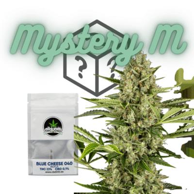 Cannabis Samen Mystery Box M Für den Cannabis Eigenanbau - CBD040