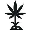 Cannabis Stecklinge - Preisvergleich