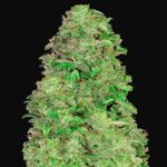 CBD Auto 20:1 Autoflowering - Hanfgarten