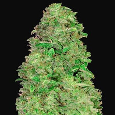 CBD Auto 20:1 Autoflowering - Hanfgarten