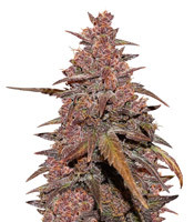 CBD Auto Blackberry Kush - Herbies