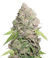 CBD Charlotte’s Angel - Herbies