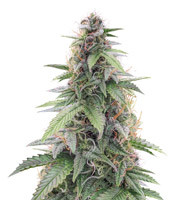 CBD Star Auto - Herbies