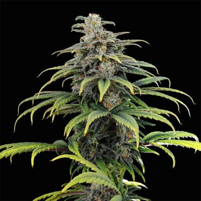 CBG Auto - Kannabia
