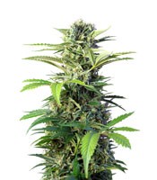 Chem Beyond Diesel CBD - Herbies