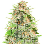 Cherry Cola Auto