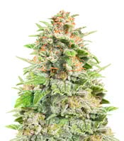 Cherry Cola Auto - Herbies