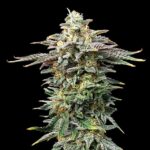 Cherry Dream
