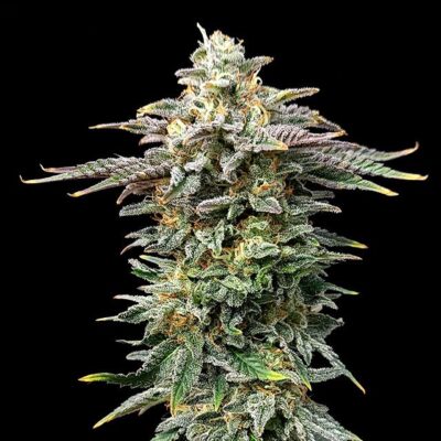 Cherry Dream - Kannabia