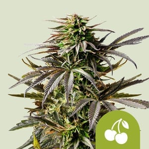 Cherry Pie Auto – Royal Queen Seeds