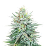 Cherry Pie