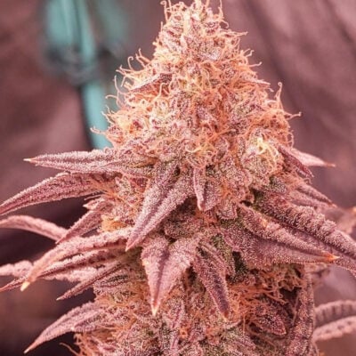 Cherry Runtz US Samen Feminisiert – Lucky Hemp