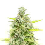 Choco Thai Auto