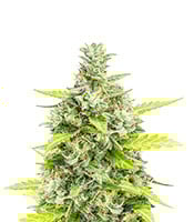 Choco Thai Auto – Herbies