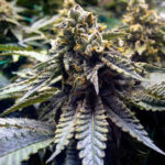 Chocolate Mint Auto