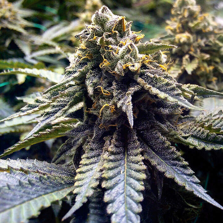 Chocolate Mint Auto - CBDNOL