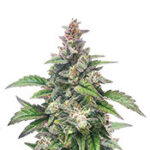 Chocolopez