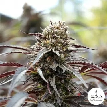 Cinnamon Buddha OG - CBDNOL