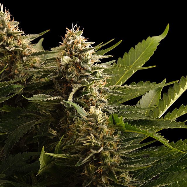 Colombian Jack - Kannabia