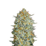 Cookies 040 Cannabis Samen, Feminisierte Autoflowering Indica Samen für den Eigenanbau