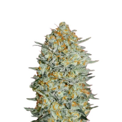 Cookies 040 Cannabis Samen, Feminisierte Autoflowering Indica Samen für den Eigenanbau – CBD040