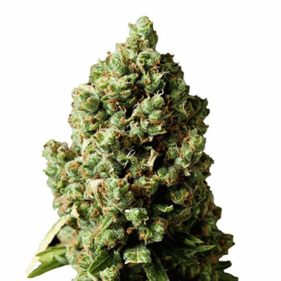 Cookies Gelato 040 Cannabissamen