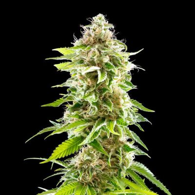 Cookies Haze - Kannabia