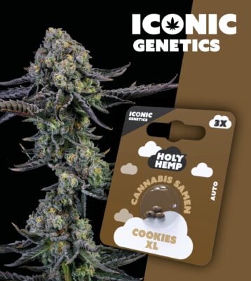 Cookies XL Iconic Seeds - Holy Hemp