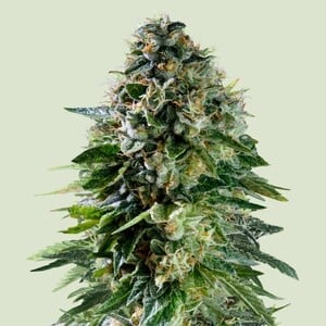 Corkscrew Auto - Royal Queen Seeds