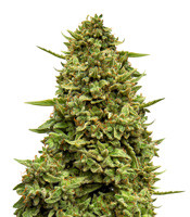 Crazy Mouse Cheese - Herbies