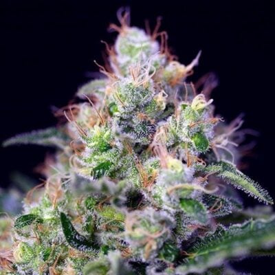 Cream Caramel - CBDNOL