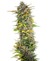 Cream Mandarine Auto - Herbies